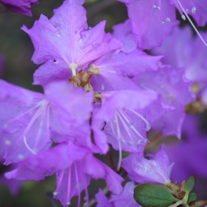 Photographie n°212969 du taxon Rhododendron L. [1753]