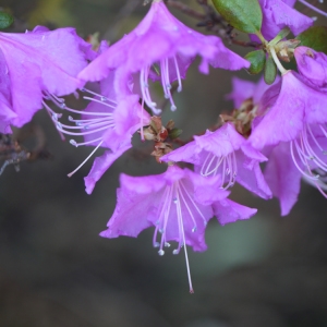 Photographie n°212972 du taxon Rhododendron L. [1753]