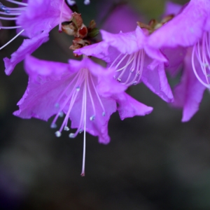 Rhododendron sp.