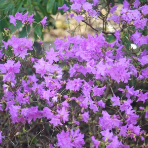 Photographie n°212976 du taxon Rhododendron L. [1753]