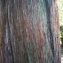  Liliane Roubaudi - Sequoia sempervirens (D.Don) Endl. [1847]
