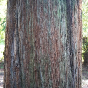 Photographie n°212978 du taxon Sequoia sempervirens (D.Don) Endl. [1847]