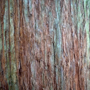 Photographie n°212979 du taxon Sequoia sempervirens (D.Don) Endl. [1847]