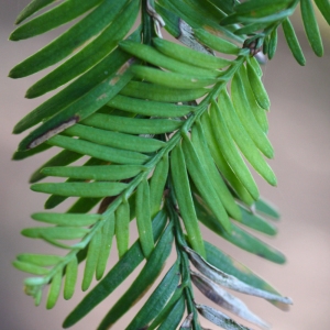 Photographie n°212982 du taxon Sequoia sempervirens (D.Don) Endl. [1847]