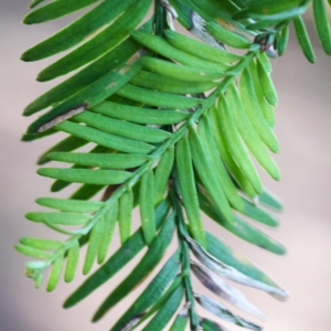 Photographie n°212983 du taxon Sequoia sempervirens (D.Don) Endl. [1847]