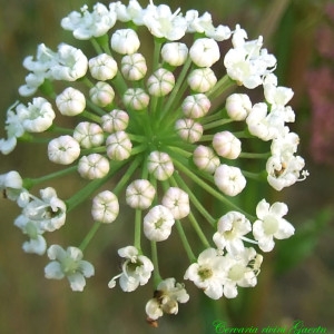 Selinum cervaria L. (Herbe aux cerfs)