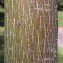Acer pensylvanicum ssp. capillipes (Maxim.) Wesmael [nn] par ann2005 le 09/06/2005 - Gretz-Armainvilliers