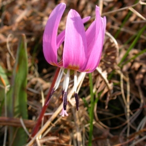 Photographie n°213022 du taxon Erythronium dens-canis L. [1753]