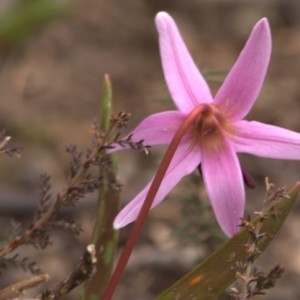 Photographie n°213032 du taxon Erythronium dens-canis L. [1753]