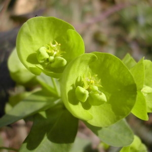 Photographie n°213033 du taxon Euphorbia amygdaloides L. [1753]