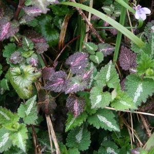 Photographie n°213051 du taxon Lamium maculatum (L.) L. [1763]