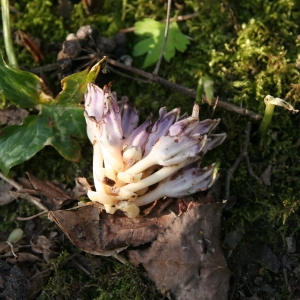 Photographie n°213055 du taxon Lathraea clandestina L. [1753]