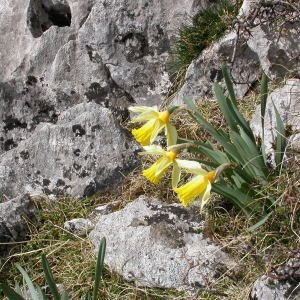 Photographie n°213064 du taxon Narcissus pseudonarcissus L. [1753]