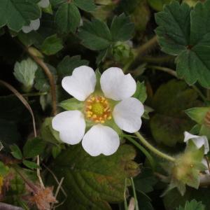 Photographie n°213079 du taxon Potentilla sterilis (L.) Garcke [1856]