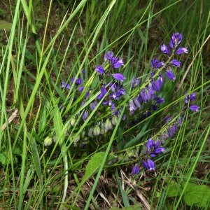 Photographie n°213081 du taxon Polygala vulgaris L. [1753]