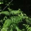  Jean-Luc Gorremans - Pteridium aquilinum (L.) Kuhn [1879]