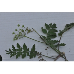 Pimpinella saxifraga L. subsp. saxifraga (Boucage saxifrage)