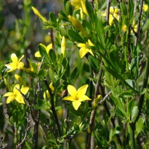 Photographie n°213092 du taxon Jasminum fruticans L. [1753]