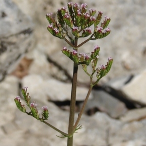 Photographie n°213094 du taxon Centranthus calcitrapae (L.) Dufr. [1811]