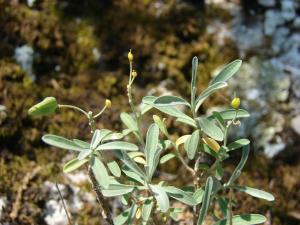 Paul Fabre, le 26 mai 2013 (Berrias-et-Casteljau)