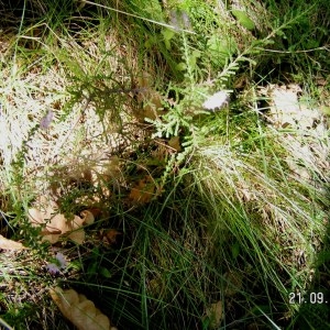 Photographie n°213104 du taxon Calluna vulgaris (L.) Hull