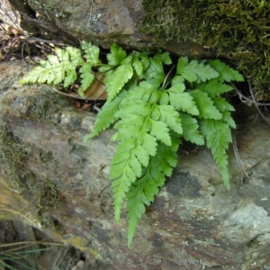 Photographie n°213111 du taxon Asplenium adiantum-nigrum var. adiantum-nigrum