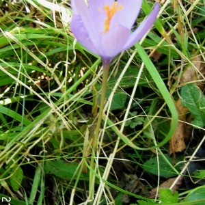 Photographie n°213116 du taxon Crocus nudiflorus Sm. [1798]