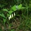  Jean-Luc Gorremans - Polygonatum odoratum (Mill.) Druce [1906]