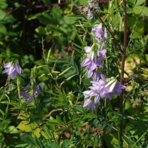 Photographie n°213123 du taxon Galega officinalis L. [1753]