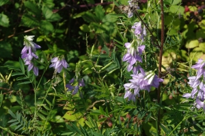 Jean-Luc Gorremans, le  8 août 2013 (Lardy)