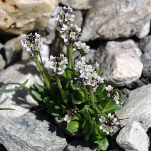 Arabis caerulea (All.) Haenke (Arabette bleuâtre)