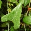  Bernard Andrieu - Smilax aspera L.