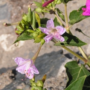 Photographie n°213179 du taxon Mirabilis jalapa L. [1753]