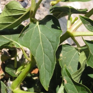 Photographie n°213180 du taxon Mirabilis jalapa L. [1753]