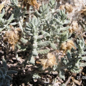 Teucrium polium L. subsp. polium (Germandrée blanc-grisâtre)