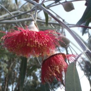 Photographie n°213199 du taxon Eucalyptus L'Hér. [1789]