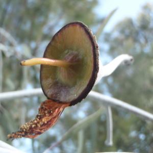 Photographie n°213201 du taxon Eucalyptus L'Hér. [1789]