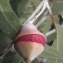  Genevieve Botti - Eucalyptus L'Hér. [1789]