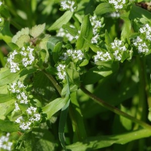 Photographie n°213225 du taxon Valerianella locusta (L.) Laterr. [1821]