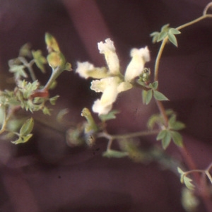 Photographie n°213245 du taxon Ceratocapnos claviculata (L.) Lidén [1984]