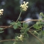  Liliane Roubaudi - Ceratocapnos claviculata (L.) Lidén [1984]