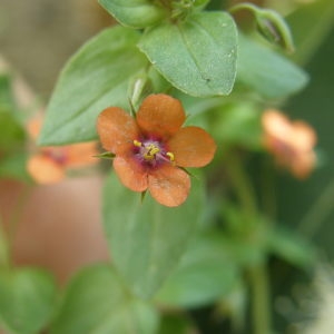 Photographie n°213259 du taxon Lysimachia arvensis subsp. arvensis