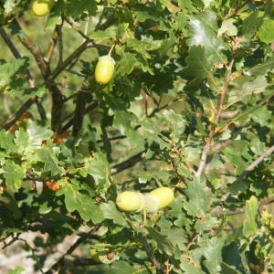 Photographie n°213260 du taxon Quercus robur L. [1753]