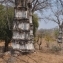  Francis LAGARDE - Adansonia digitata L.