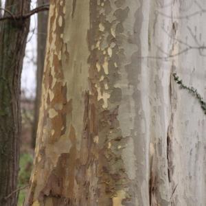 Photographie n°213286 du taxon Platanus orientalis L. [1753]