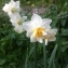  Nicolas SUBERBIELLE - Narcissus tazetta subsp. italicus (Ker Gawl.) Baker [1888]
