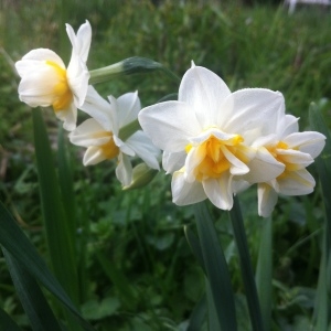 Narcissus tazetta subsp. italicus (Ker Gawl.) Baker (Narcisse d'Italie)