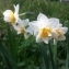  Nicolas SUBERBIELLE - Narcissus tazetta subsp. italicus (Ker Gawl.) Baker [1888]