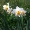  Nicolas SUBERBIELLE - Narcissus tazetta subsp. italicus (Ker Gawl.) Baker [1888]