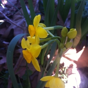 Narcissus tazetta subsp. aureus (Loisel.) Baker (Narcisse doré)
